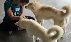 九只狗在韩国狗肉市场被救出 在美国避难所找到幸福家园