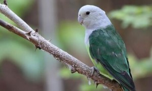 养马达加斯加爱情鸟的挑选及讲究