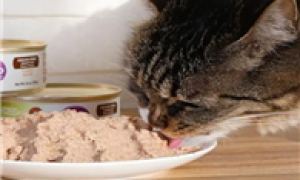猫咪可以吃凉的罐头吗