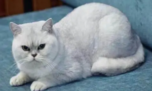 银渐层是什么猫