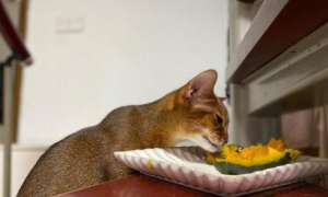 猫能吃什么小零食