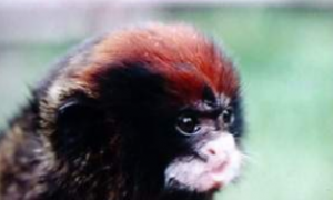 红帽柽柳猴的特点