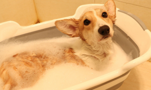 沐浴露可以给宠物洗澡吗