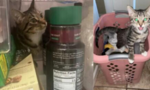 宠物猫沉迷于钻冰箱玩“捉迷藏”主人发帖向网友求助