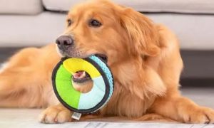 两个月狗狗可以玩什么玩具