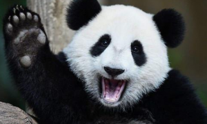 世界上唯一不属于中国的大熊猫，再也回不到家乡了