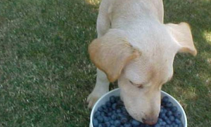 狗可以吃蓝莓吗