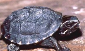 密西西比麝香龟怎么分雌雄