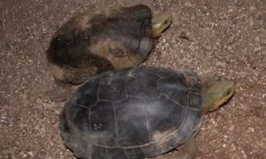 周氏闭壳龟能活多少年