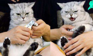 小猫从几个月开始可以剪指甲