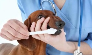 狗嘴巴臭的原因是什么怎么医治