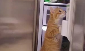 橘猫在冰箱前一直喵喵喵叫，喵：让开，朕要上冰箱里凉快凉快！