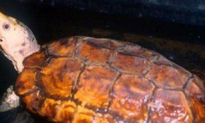苏拉威西白头龟吃什么
