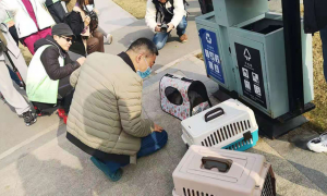 上海首辆流浪猫移动绝育手术车进社区，4只流浪公猫完成手术