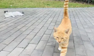 两只小流浪猫失去妈妈，橘猫发现后主动照顾，如今已是两只大猫