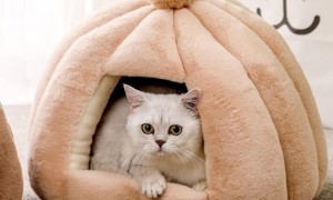 猫咪有必要买猫窝吗