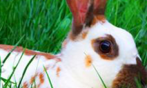 英国斑点兔特点是什么