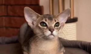 猫咪眼球有白色絮状物是什么