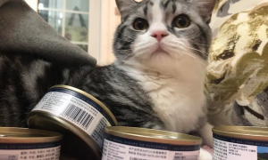 猫咪吃了冷藏的罐头有事吗