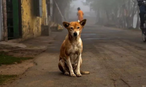 印度男子因躲避流浪狗死亡，狗狗悲痛欲绝，步行8公里为其哀悼