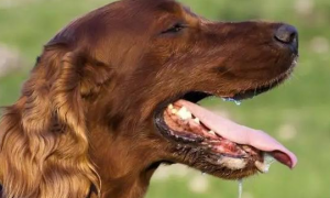 狗狗吞咽口水喉咙有声音怎么回事