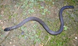 钝尾两头蛇是国家几级保护动物