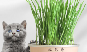 猫草用水怎么种