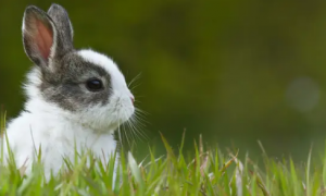小兔子几天能吃草