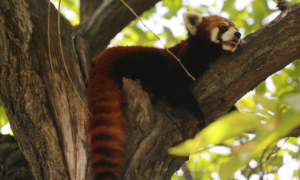 秦岭野生动物园：西安持续高温 大小熊猫花式解暑