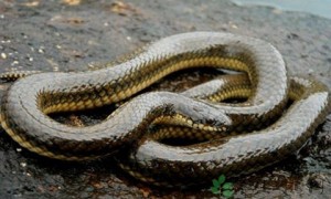 中国水蛇可以家养吗