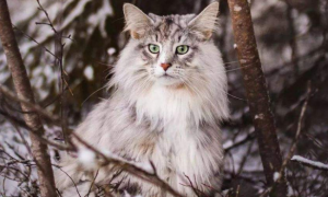 挪威森林猫在中国能买到吗