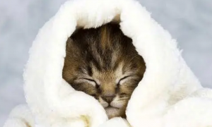 猫咪感冒用什么感冒药