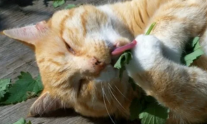 帮助猫猫促进肠胃蠕动的植物有哪些