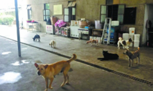 夫妻卖深圳两套房救助百余流浪狗，屡遭投诉目前又被责令搬走