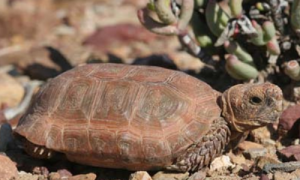 包兰格海角陆龟可以深水养吗