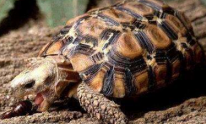 洛帕蒂折背陆龟怎么分雌雄
