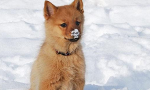 芬兰狐狸犬起源和介绍