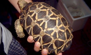 缅甸星龟寿命多少年