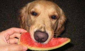 几个月的小狗可以吃西瓜吗