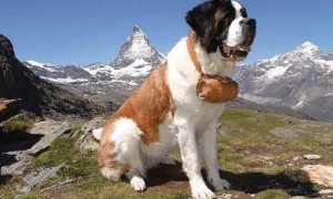 高加索犬和圣伯纳犬哪个大