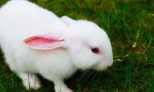 新西兰兔能长多少斤