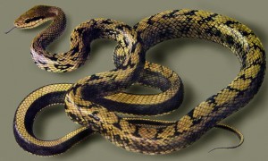黑眉锦蛇外形特征