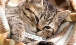 猫咪感冒怎么办
