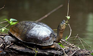 中美洲河龟能活多少年