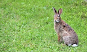 山棉尾兔可以养几年