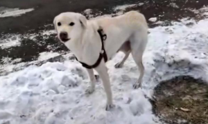 刚生完小狗的拉布拉多犬，被丢在冰天雪地，它的哀嚎声让人心疼