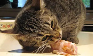 猫可以吃生肉吗