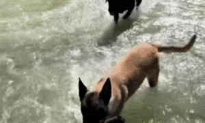 狗子把木棍放水里，被冲走后怀疑另一只狗：说，是不是你吃了
