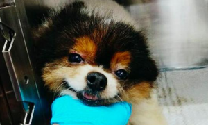 博美犬因长相太可爱，被繁殖场囚禁到11岁，一直打激素迫使它生产