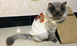 怎么给宠物猫做衣服